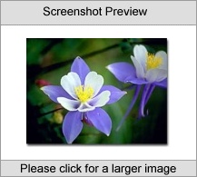 Flowers Screen Saver Screenshot